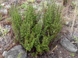 Cheilanthes sieberi subsp. sieberi. Mature plants growing in dry, stony ground.
 Image: L.R. Perrie © Leon Perrie CC BY-NC 3.0 NZ